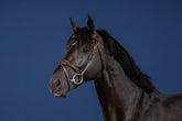 Dy'on US Jumping Collection Anatomic Flash Noseband Bridle